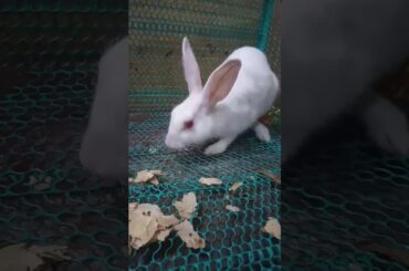 White rabbit beautiful 25,oct, 2019 md sabir hussain