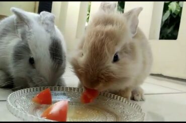 Kelinci makan tomat || CUTE RABBIT EATING TOMATO!!