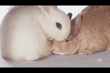 Sleeping Rabbit