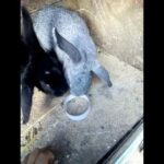 Bob the rabbit doing tricks funny animals video