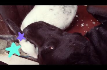 How Dogs taking care his rabbit brother