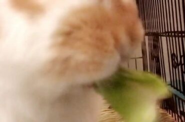 Cute bunny eating
