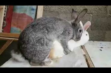 Rabbit Making Love Each Other || Rabbit Mating