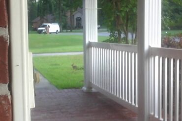 A cute rabbit