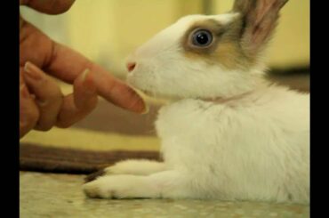 Cute rabbit compilation