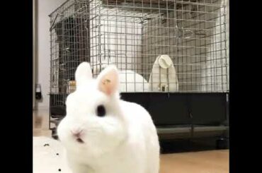Cute rabbit 🐇