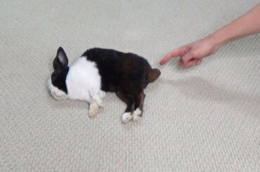 Sleeping rabbit poops when you touch his tail