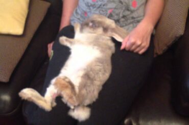 Cute Rabbit Taking A Chill Pill