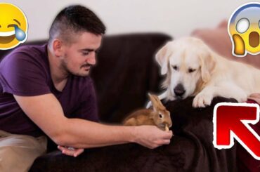 My Dog is Offended that i Play with a Rabbit