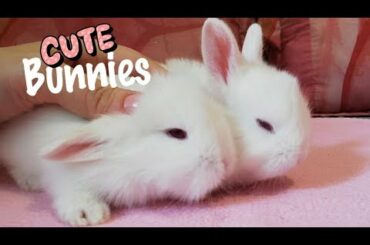 CONEJOS BEBES, CUTE BABY BUNNIES, mis dulces conejitas dia 18! 🐰🐰🐰