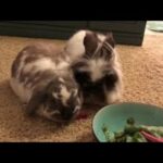Bunny rabbits don't know how to share