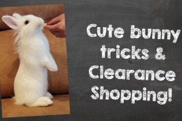 Cute Bunny Tricks and Clearance Shopping