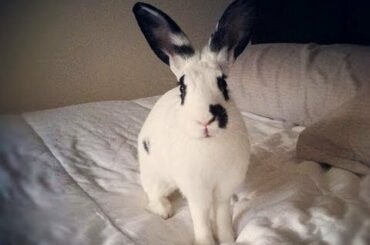 Happy Bunny Rabbit Makes a Real Bed - Cute & Funny