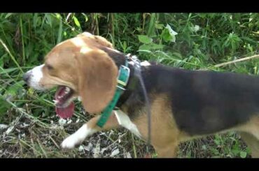 Skyview's Sky Solo Baby Rabbit On Fresh Cut Grass