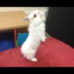 Baby bunny stands on two legs