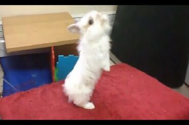 Baby bunny stands on two legs