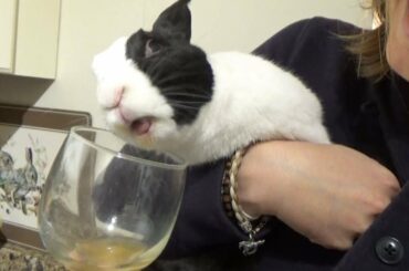 Rabbit drinking from wine glass!