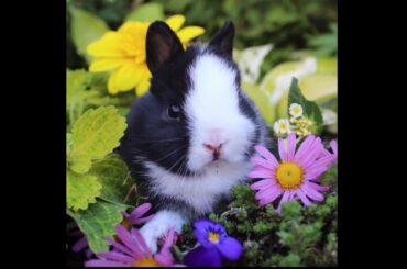 Cute Baby Rabbits #15
