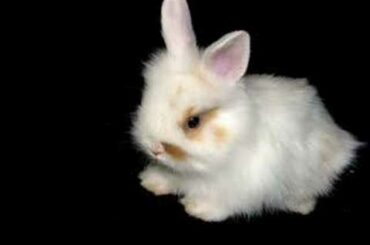 Fluffy Baby Bunny Daft Punk Video