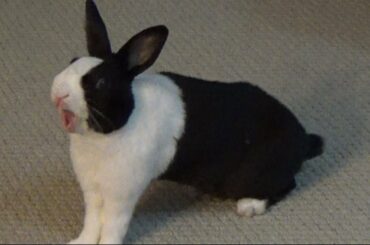 Rabbit yawning and stretching!