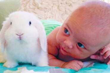 Cute Babies and Rabbit Become Best Friend | Funny Babies and Pets