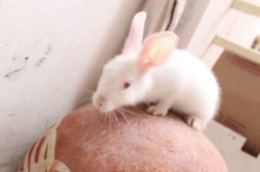 Cute Bunny Baby Rabbit Very Funny Video Sleeping | Rabbit For Kids | Animals Funny Video | Pets