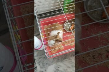Look at this cute bunny
