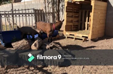 Cute Baby Bunnies and Nigerian Dwarf Goats