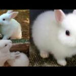 Cute Baby Rabbits Open Eyes For The First Time