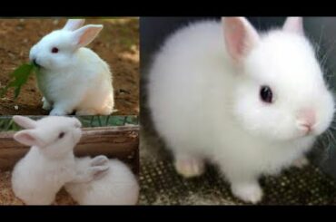 Cute Baby Rabbits Open Eyes For The First Time