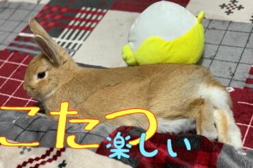 【こたつで遊ぶ】こたつの中で遊ぶうさぎ。 cute rabbit