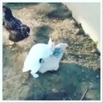 #Rabbit#cute#fucking#prank
