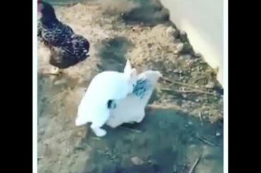 #Rabbit#cute#fucking#prank