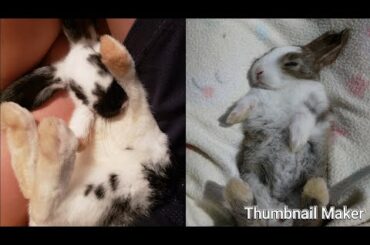 CUTE BUNNIES