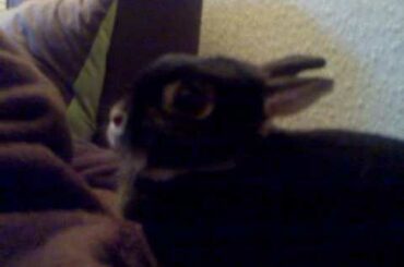 luna the crazy growling attack killer rabbit ! veruckt hase!