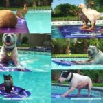 Pool PARTY! Boogie Boarding Chicks, Dogs, Cat, Guinea pig and Rabbit.
