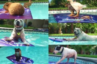 Pool PARTY! Boogie Boarding Chicks, Dogs, Cat, Guinea pig and Rabbit.