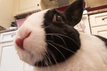 Rabbit eating bananas! (a musical tribute)