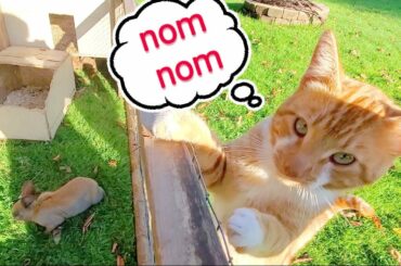 Raising Meat Rabbits - 8 Week Rabbit Kits