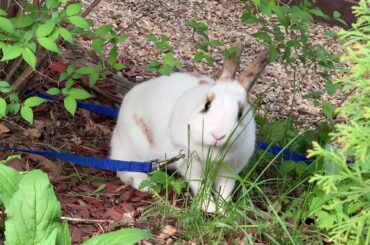 Cute Bunny Coco eating dinner