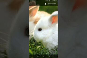 cute bunny live wallpaper