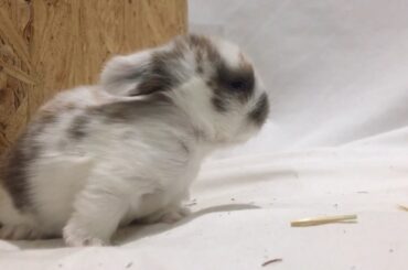 Cute baby bunnies 12 days old cute pets