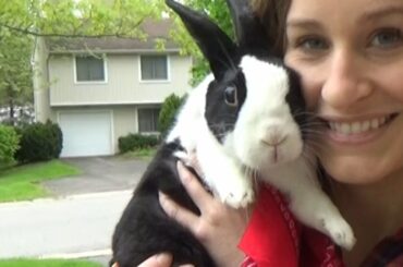 Rabbit safety commercial