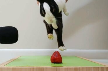 Rabbit eating strawberry ASMR - FAIL!