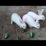 Rabbit - A Funny And Cute Videos Compilation