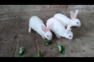Rabbit - A Funny And Cute Videos Compilation