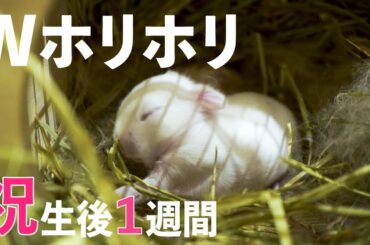 生後１週間！赤ちゃんうさぎがダブルホリホリ！【Rabbit】#55