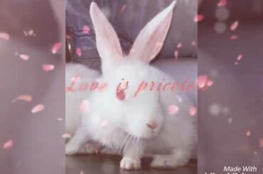 Cute rabbit
