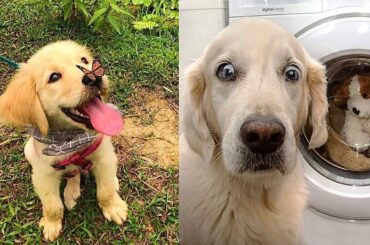 Cute baby animals Videos Compilation cutest moment of the animals - Soo Cute! #3