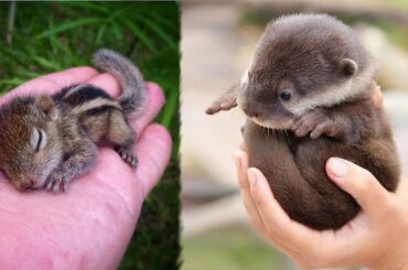 Cute baby animals Videos Compilation cute moment of the animals - Cutest Animals #3